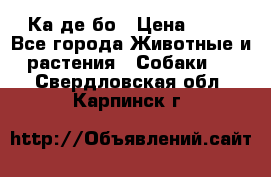 Ка де бо › Цена ­ 25 - Все города Животные и растения » Собаки   . Свердловская обл.,Карпинск г.